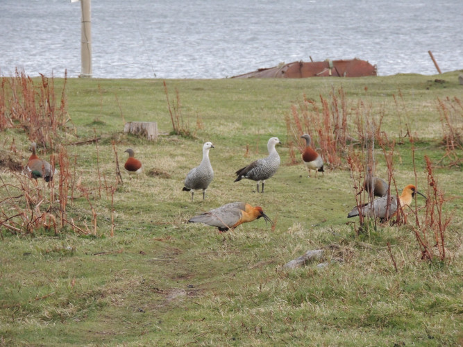 Chloephaga Poliocephala Aves Fin Del Mundo Tierra Del Fuego