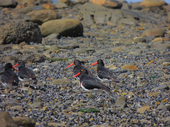 Haematopus Leucopodus Aves Fin Del Mundo Tierra Del Fuego