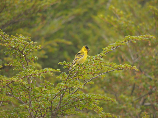 Carduelis Barbata Aves Fin Del Mundo Tierra Del Fuego Ushuaia