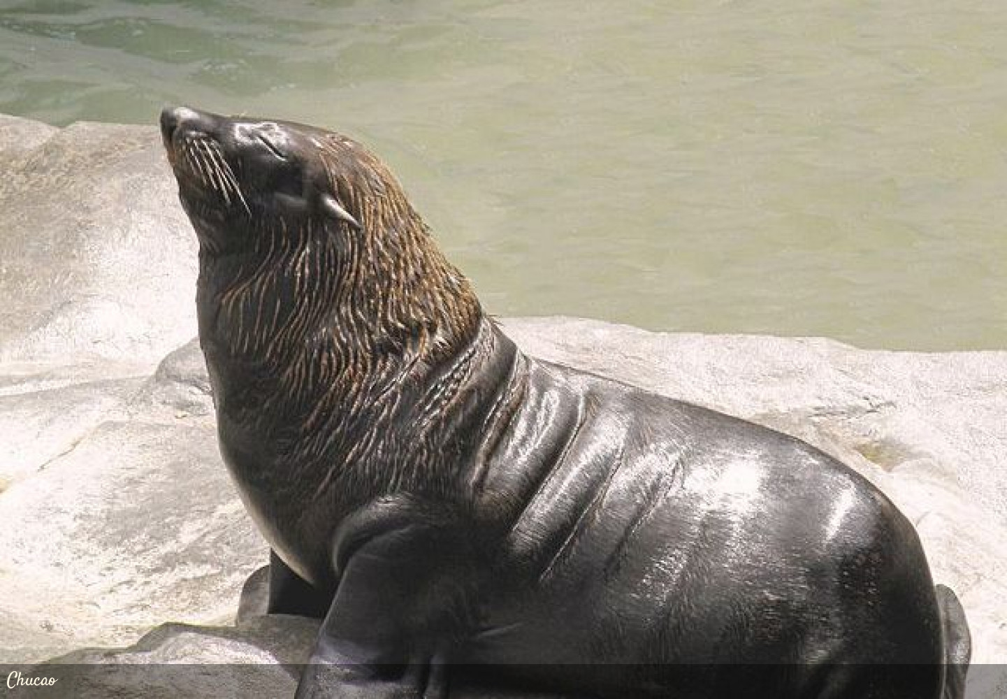 Arctocephalus australis | Mamíferos | Fin del Mundo - Tierra del Fuego,  Ushuaia, Antartida, Patagonia, Argentina