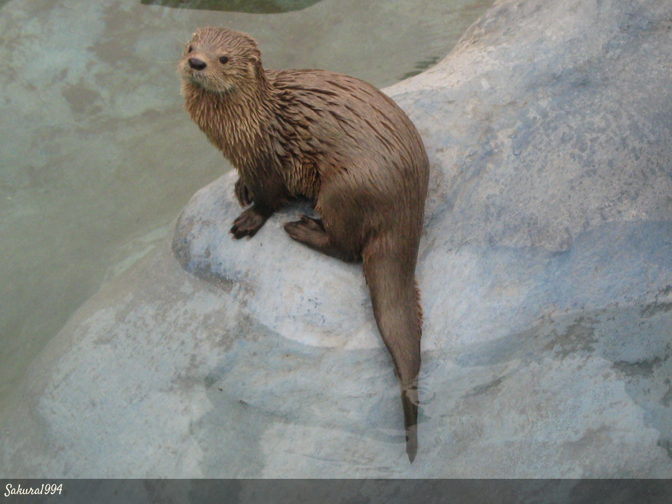 Lontra Felina Mam Feros Fin Del Mundo Tierra Del Fuego Ushuaia Antartida Patagonia