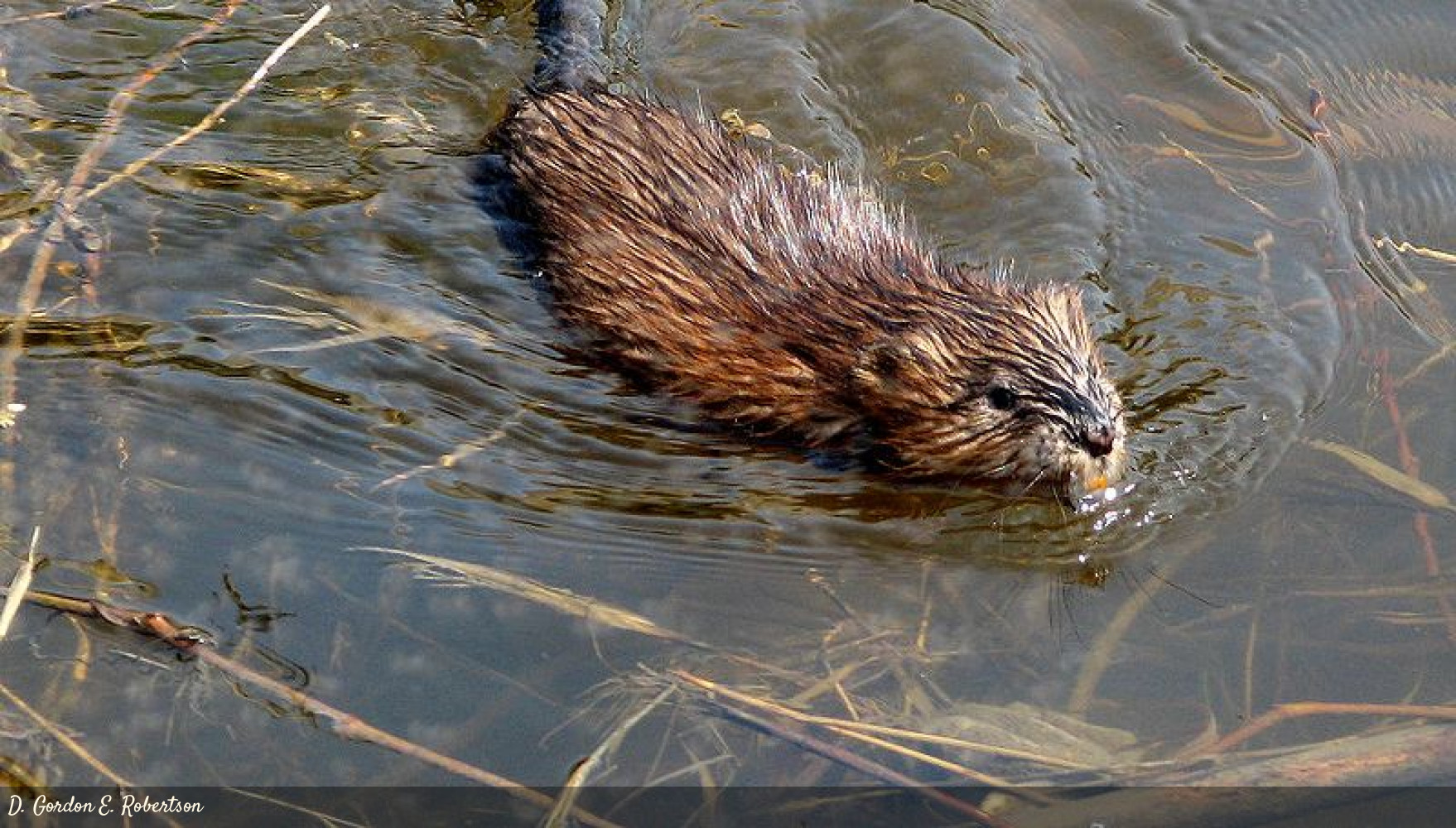 Ondatra zibethicus | Mamíferos | Fin del Mundo - Tierra del Fuego