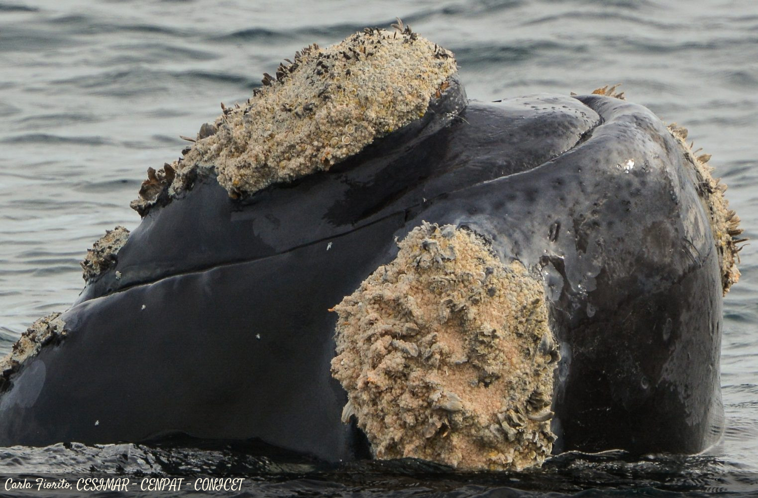 Formación de callosidades en la ballena franca austral: guía completa