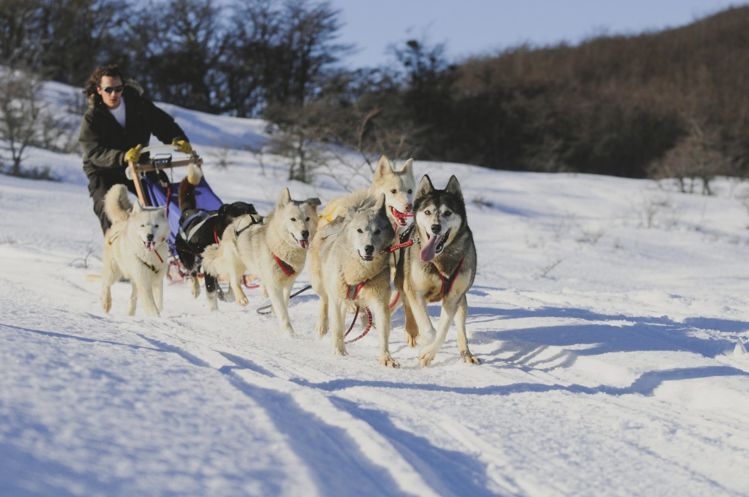 Pasear trineos de perros | Fin del Mundo - Tierra del Fuego, Ushuaia, Antartida, Patagonia, Argentina